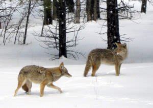 How Human behavior affects Coyotes – Coyote Lives in Maine