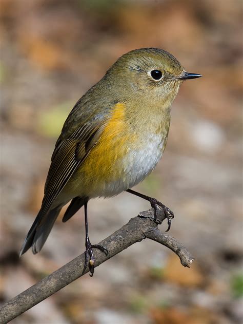 Red-flanked Bluetail - Shanghai Birding 上海观鸟