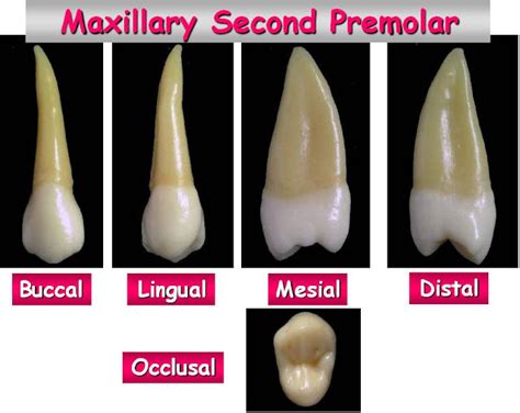 Dentistry lectures for MFDS/MJDF/NBDE/ORE: A Note on Dental Anatomy of Premolars