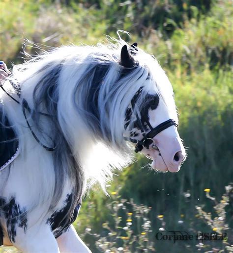 Security Check Required | Facebook | Pretty horses, Beautiful horses, Horses