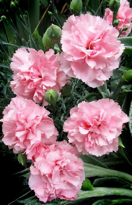 Carnations Pink Plant · Free photo on Pixabay