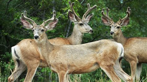 Deer in Northern Utah struggled through winter, now face a dangerous spring