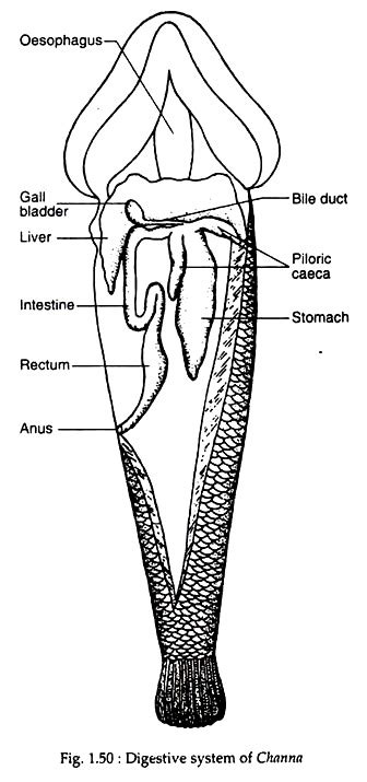 Channa Punctatus (Lata Fish): Habitat and Digestive System | Zoology