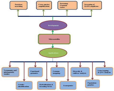 IJMS | Free Full-Text | A Review of Microsatellite Markers and Their Applications in Rice ...