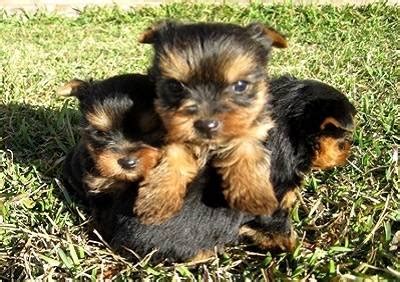 YORKIE PUPPIES OKLAHOMA For sale Tulsa Pets Dogs