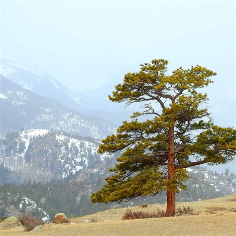 Southern Rocky Mountain Ponderosa Pine Savanna - Colorado Native Plant Society