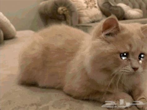 Cat Sad GIF - Cat Sad Cry - Discover & Share GIFs