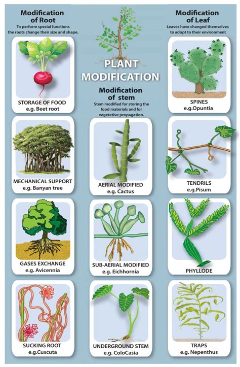 Modification of stems - Reproduction and Modification in Plants | Term ...