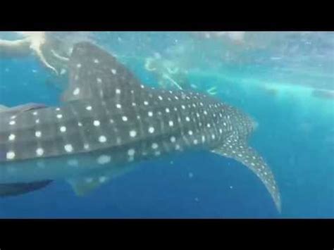 Utila Whale Sharks 2014 Underwater Vision - YouTube