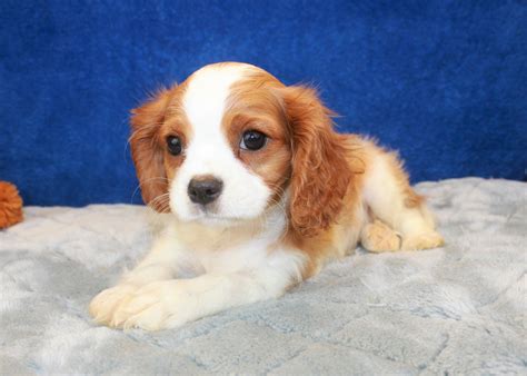 Where To Buy Puppies From Uk at Kenneth Blackwell blog