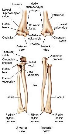 Solved Humerus Lateral supracondylar ridge Medial | Chegg.com