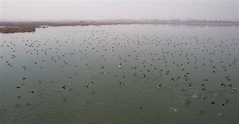 A Raft of Ducks at Hokersar Wetland in Jammu and Kashmir, India Free ...