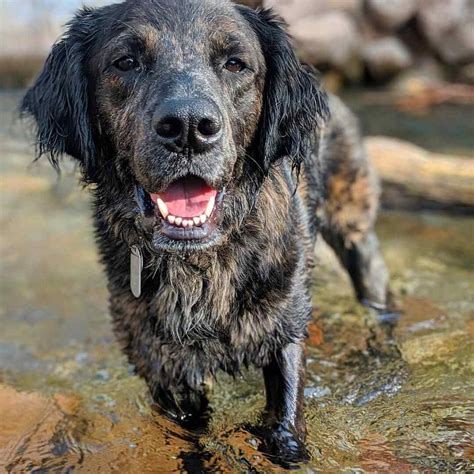 Australian Shepherd Lab Mix: Is It the Right Breed for You?