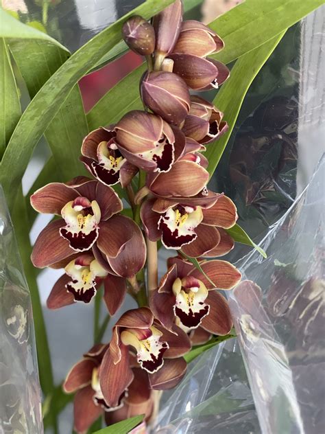 Cymbidium Orchid Plant | Professional Florists | Flower Services | Online Flower Delivery