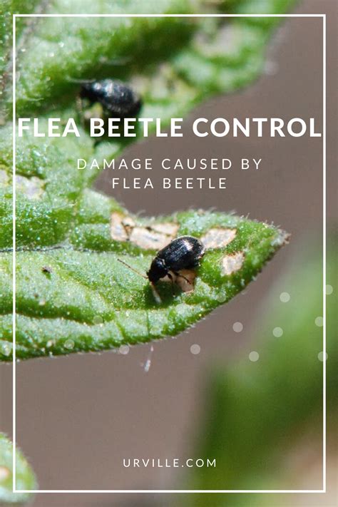 Damage Caused by Flea Beetle | Flea beetles, Fleas, Potatoe plant