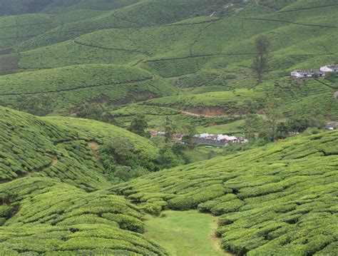 Kolukkumalai Tea estate | Tea estate, Outdoor, Water