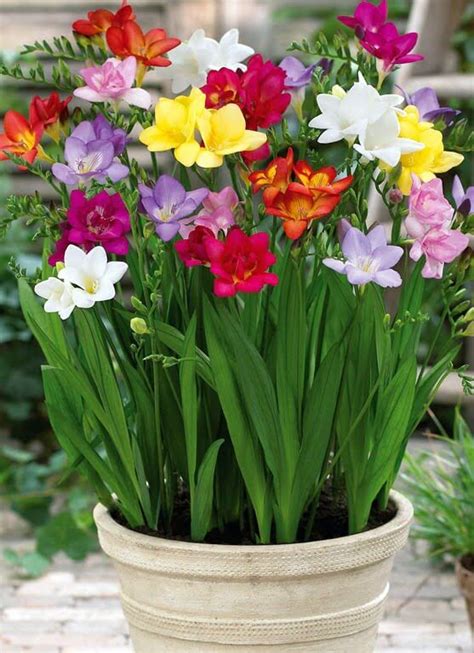 Freesia x hybrids (Freesia) - Plantinfo