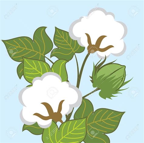 Cotton plant clipart - Clipground