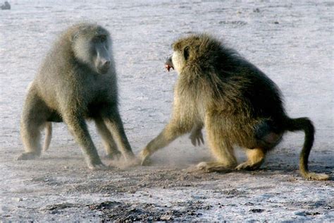 Study of Alpha Male Baboons Shows It’s Stressful at the Top - The New York Times