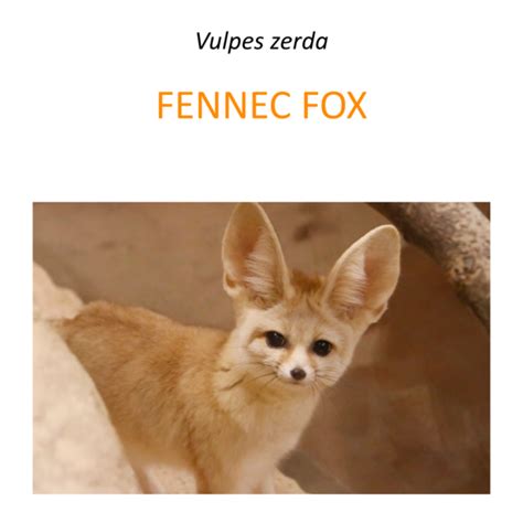 Fennec fox conservation project in North Africa – Fundacja Zoo Wrocław DODO