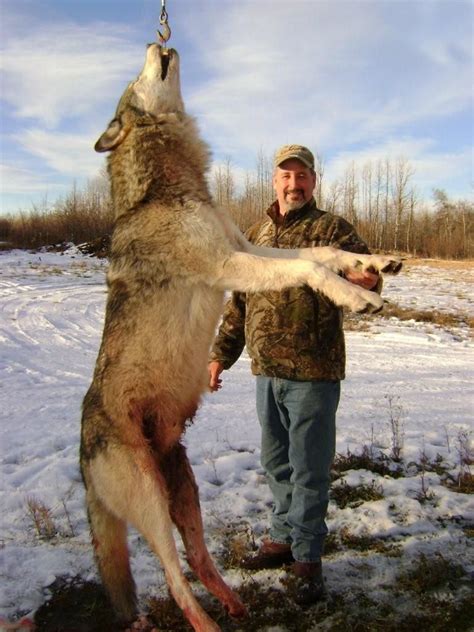 Wolf Hunting Alberta Canada Wild Kakwa Outfitters Photo Gallery