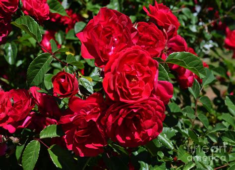 Red Rose Bush Photograph by Eva Thomas - Fine Art America