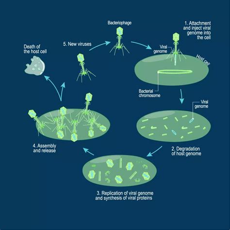 Control Of Gene Expression In Phages: Lytic & Lysogenic Cycle