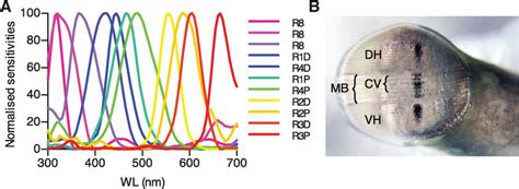 A Different Form of Color Vision in Mantis Shrimp | Science