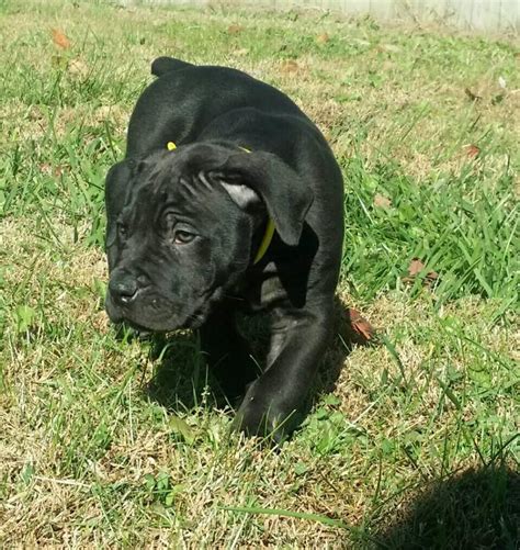 Boerboel Puppies For Sale | Greeneville, TN #285358