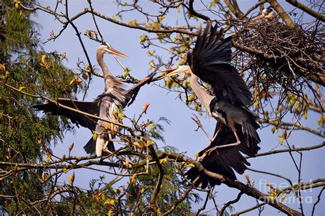 Great Blue Heron Nesting 7 Photograph by Terry Elniski - Fine Art America