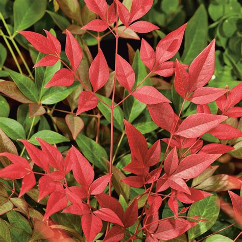 Nandina domestica 'Obsessed' Sacred Bamboo | Free UK Delivery Over £50