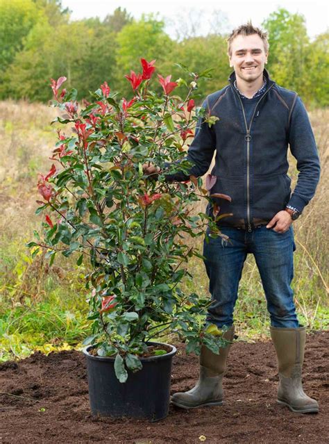 Red Robin Evergreen Hedging | Form Plants