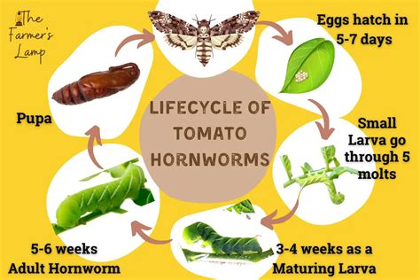 Tomato Hornworms: Easily Find, Kill, And Prevent Them Naturally • The Farmer's Lamp