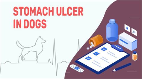 Stomach Ulcer In Dogs - Causes, Symptoms & Treatment - Petmoo