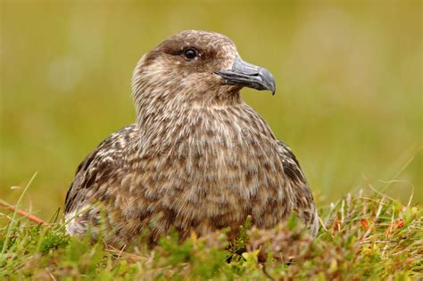 Skua, antarctica stock photo. Image of antarctica, wildlife - 9749842