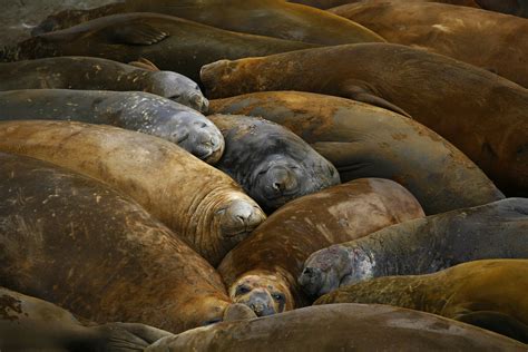 Elephant seal – Australian Antarctic Program