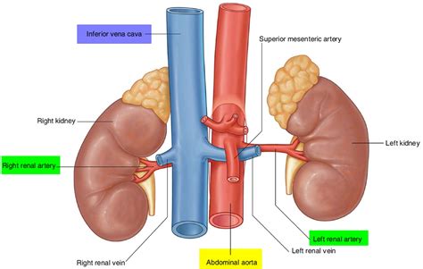 Renal Artery Function - Renal artery stenosis and Renal artery aneurysm