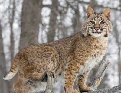 The Arizona Bobcat | Bobcats Are Also Called Wildcats