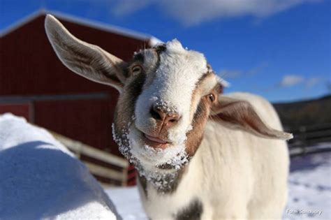 16 Photos of Rescued Farm Animals that Make Winter Weather Look ...