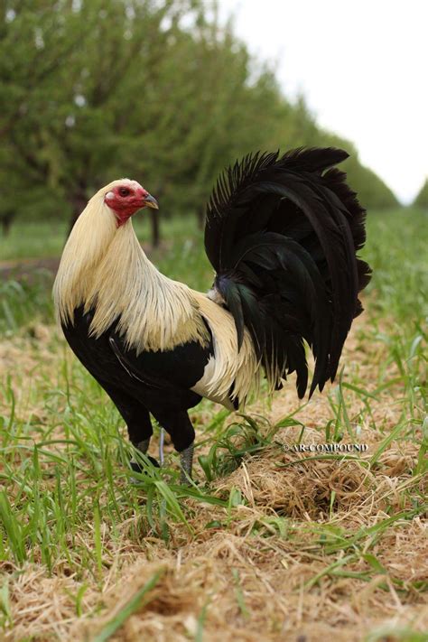 Giro Hatch | Game fowl, Rooster breeds, Fancy chickens