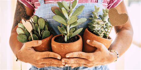 The Do’s and Don’ts of Terracotta Plant Pots | Living Color Garden Center