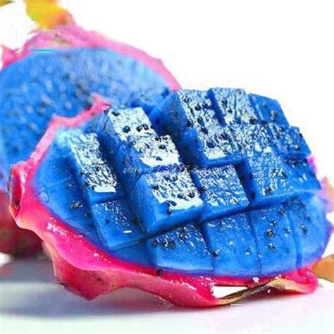 Muda De Pitaya Azul | MercadoLivre.com.br