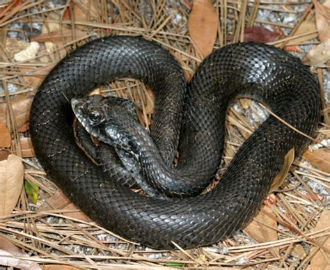 A "Melanistic" Hognose Snake? | South Carolina Public Radio