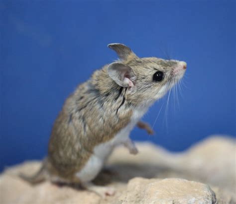 NAU part of research team to discover rodents produce ultrasonic ...