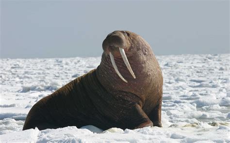 Walrus Tusks: How Long Do They Really Get?