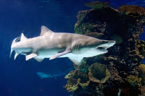 Sand tiger shark | Descriptions, Types, Diet, & Facts | Britannica