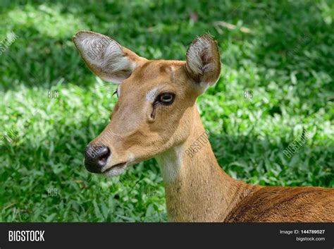 Burmese Brow-antlered Image & Photo (Free Trial) | Bigstock