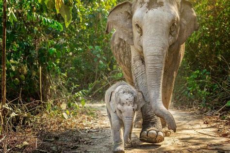 Elephant Sanctuary Phuket - Visit with Easy day Thailand