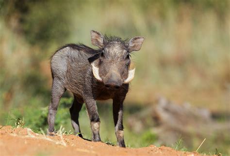 As cute as a warthog. #cubfriday #fridayfeeling #warthog | Wild kingdom, Animals wild, Warthog