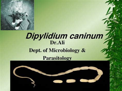 (PDF) Dipylidium caninum